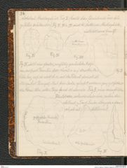 Seite 40, Tagebuch "Palästina (Tagebuch)" (NHMW-PRAE-BBB-80)
